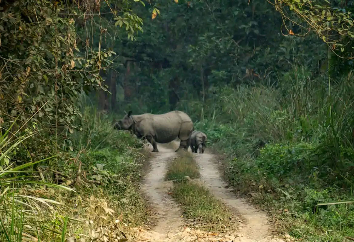 A Rhino mom and her baby