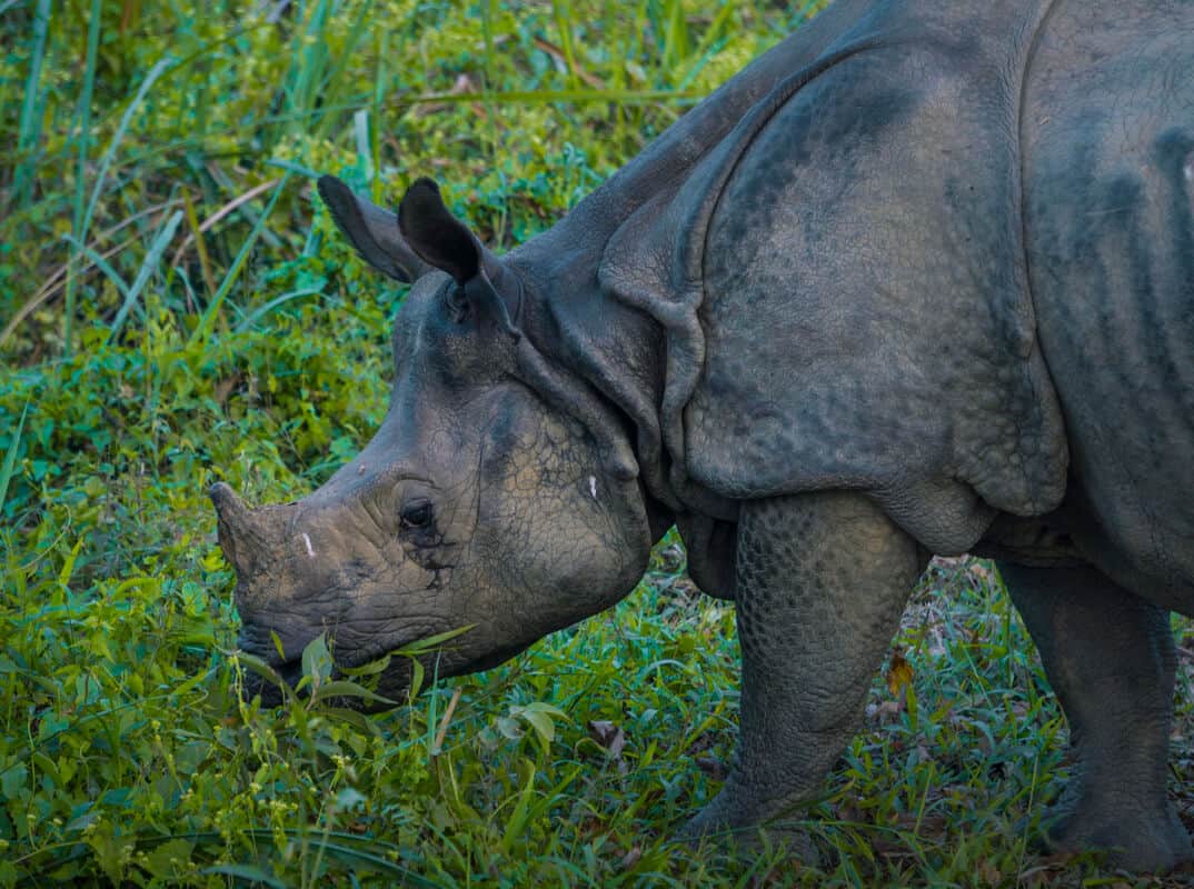 A greater-one horned Rhino in Chitwan National Park