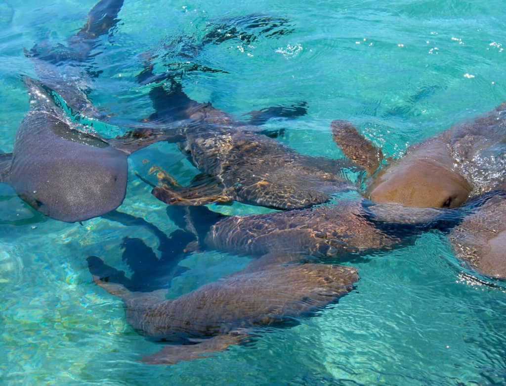 swimming with nurse sharks should be on your belize itinerary