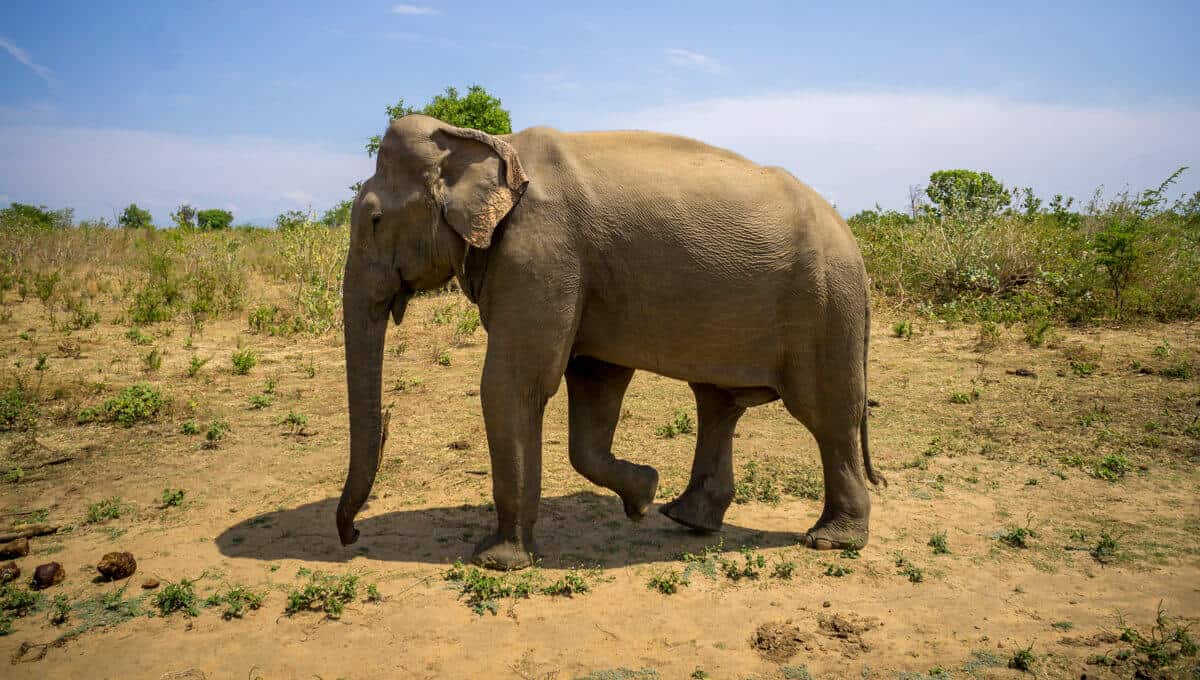 elephant in udawalawe national park