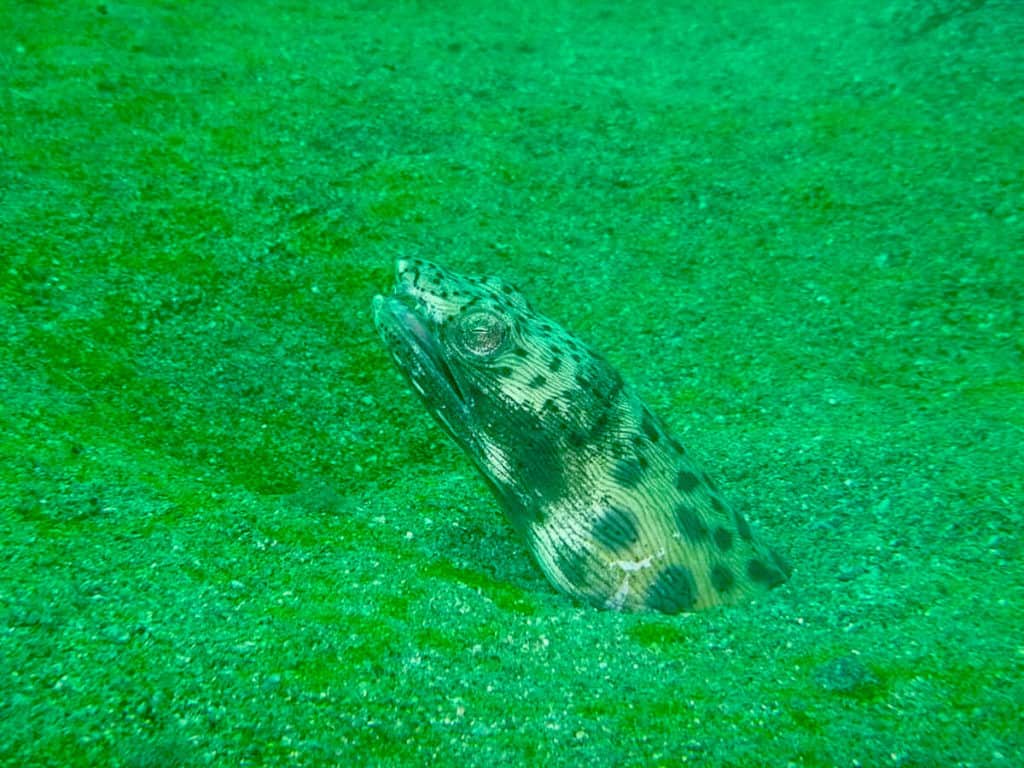 diving colombia