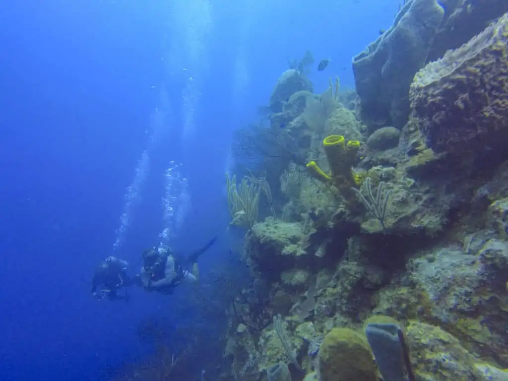 Long Caye Aquarium Dive in Belize