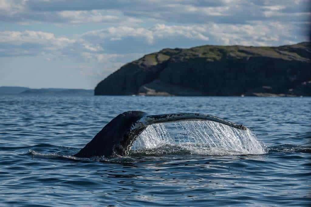 whale watching in newfoundland