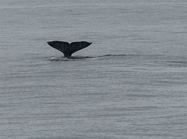 Whale Watching in San Diego, California