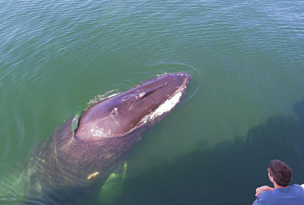 Whale Watching in Cap Cod, Massachusetts