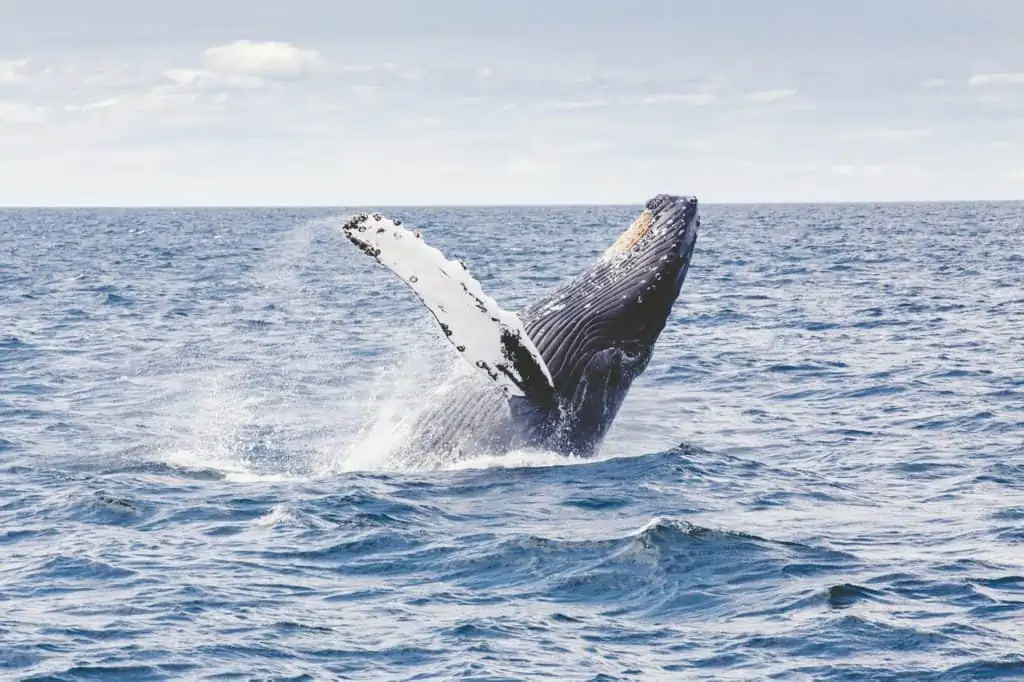 Captivating sight of a humpback whale breaching in the waters off Uvita Costa Rica, displaying its massive size and grace in mid-air.