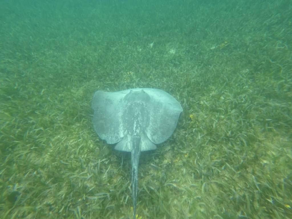 snorkeling with sting rays in Belize