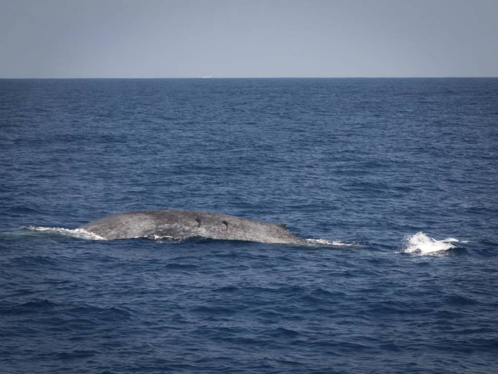 Whale Watching in Mirissa, Sri Lanka