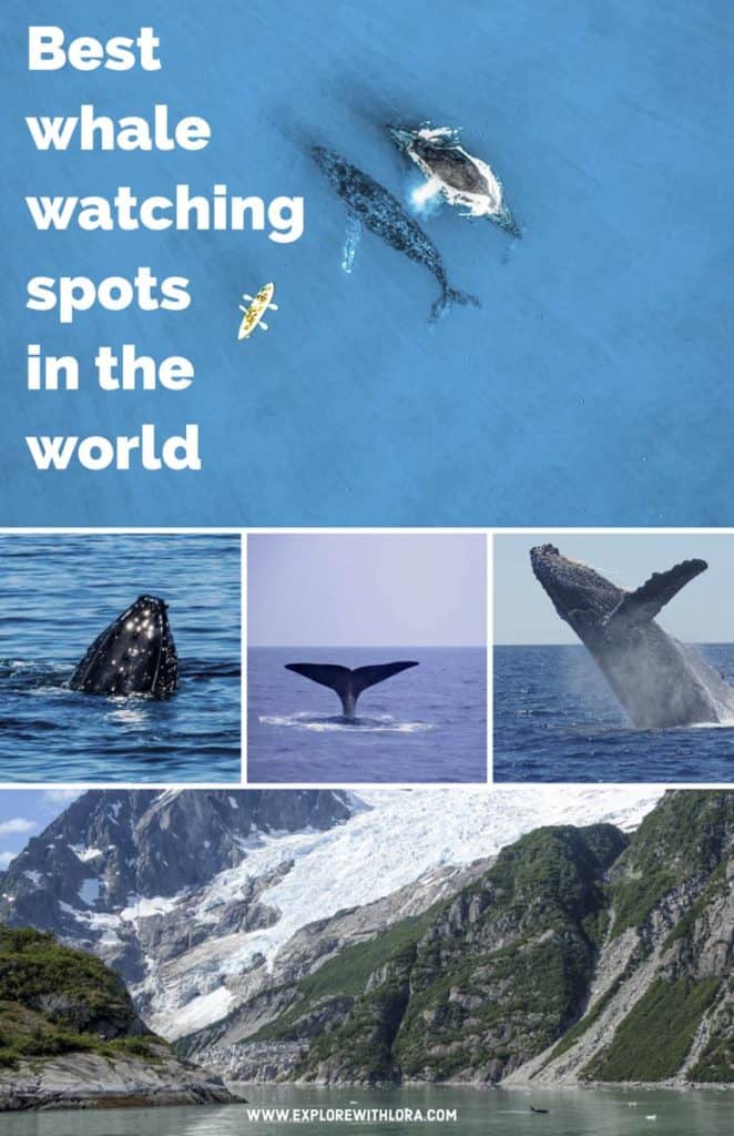 Whale watching is one of the most amazing wildlife encounters to have while traveling. Check out this post to discover the BEST whale watching destinations around the world, as recommended first hand by travel bloggers. Find your next whale watching destination! #WhaleWatching #WildlifeEncounters #Australia #NewZealand #SouthAmerica #Africa #Antartica