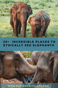 Are you interested in an elephant encounter? Make sure it’s an ethical one! Discover the best places to ethically encounter elephants in Africa and Asia. 