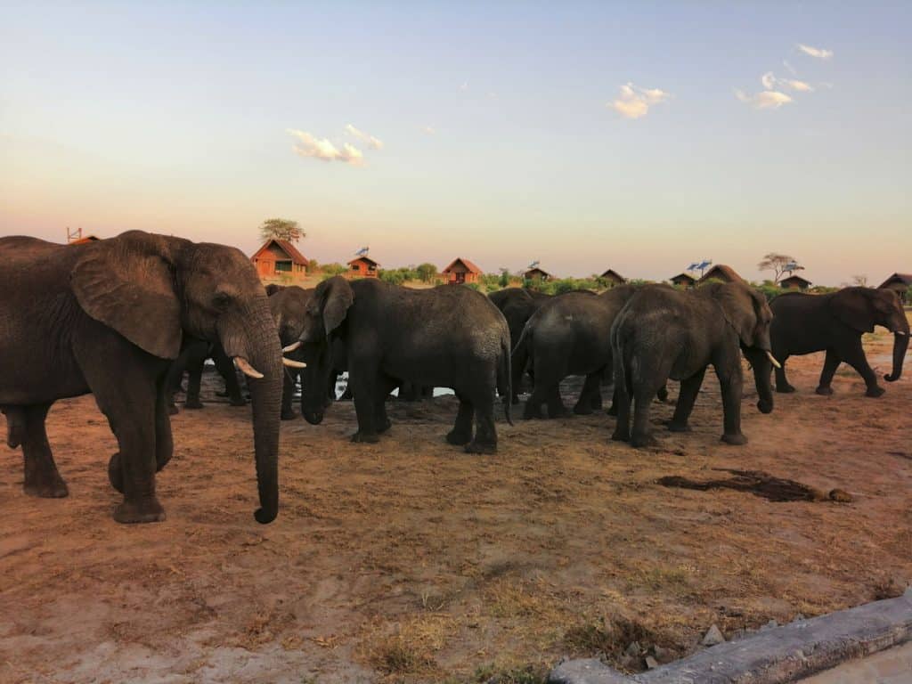 Elephants at Elephant Sands, Botswana