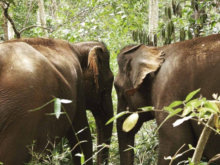 Elephants at Elephant Valley Project, Cambodia