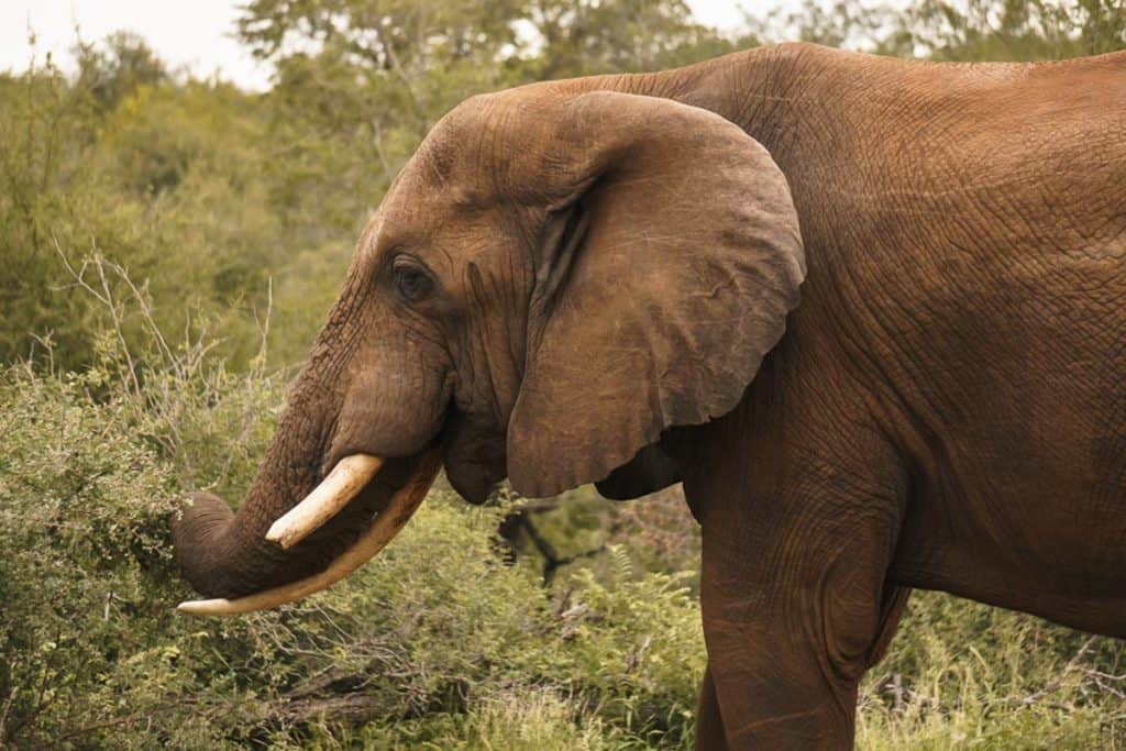 Elephant Encounter in Kruger National Park, South Africa
