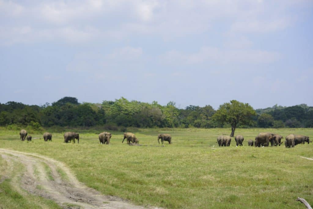Minneria National Park, Sri Lanka