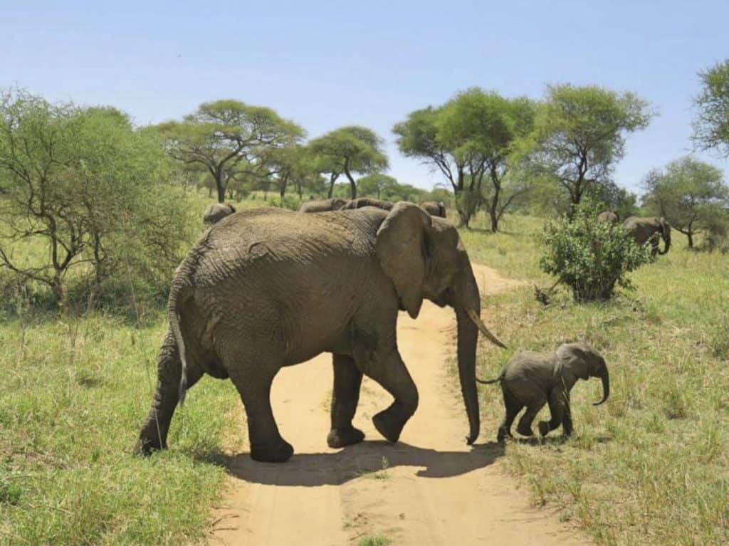 Elephant Safari in Tarangire National Park, Tanzania 