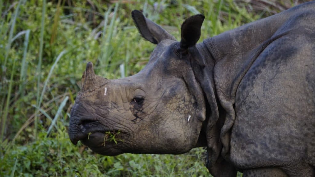 one horned rhino in nepal shot with a sony telephoto lens