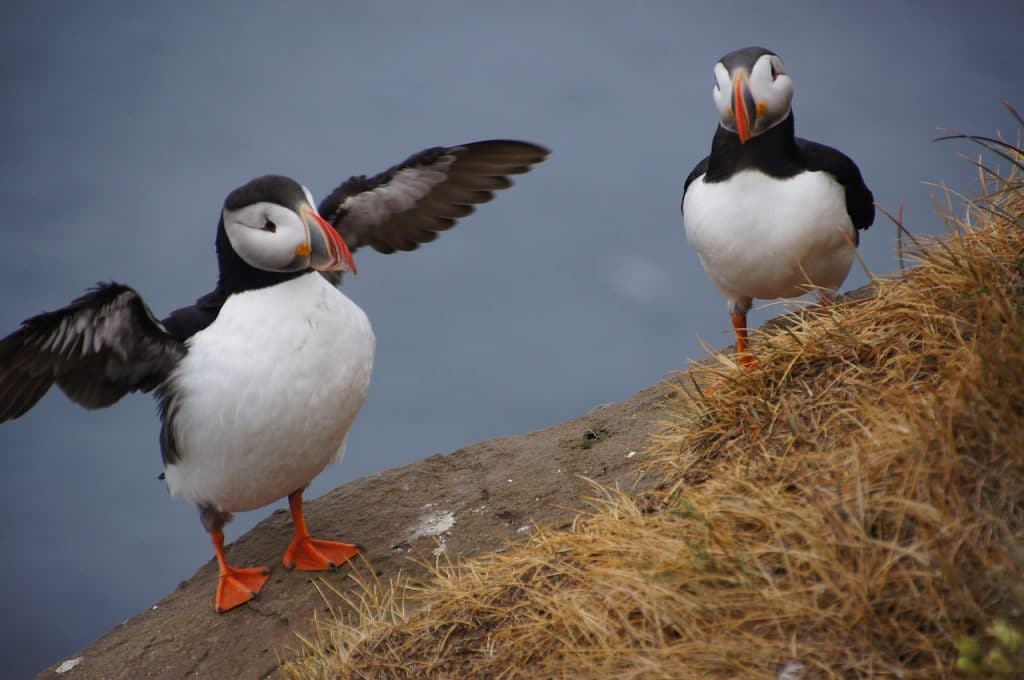 You can spot puffins in Iceland during June
