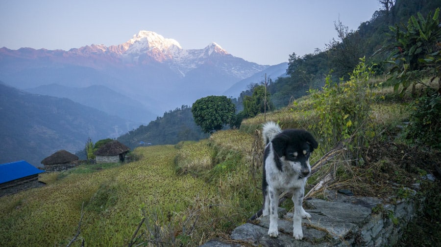 dog trekking in nepal