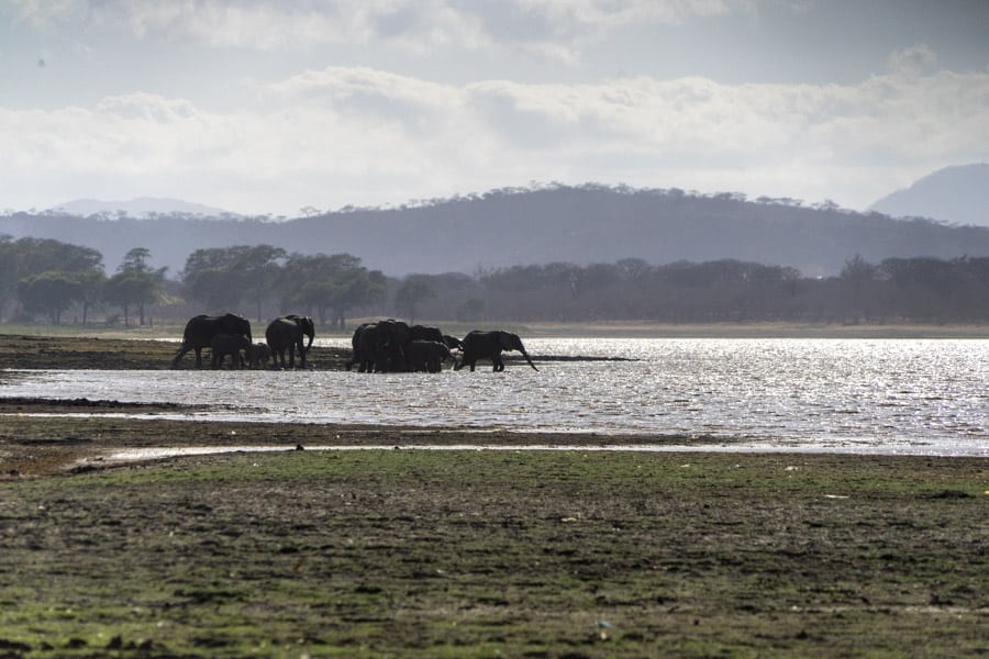 elephants in Malawi