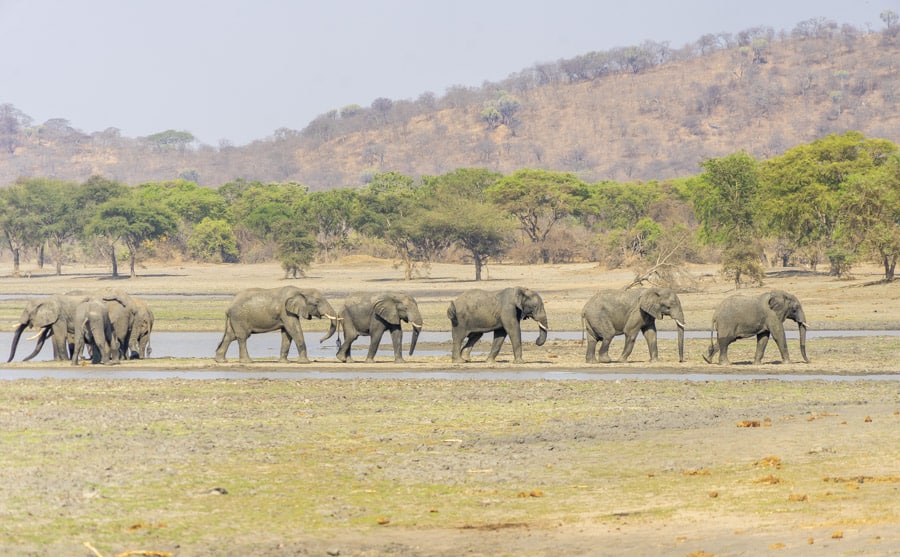 Observing a group of elephants at Vwaza Marsh Game Reserve