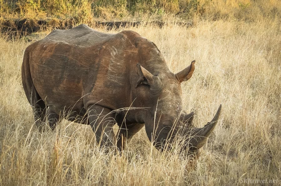 white rhino on a volunteer wildlife africa project