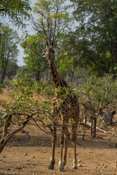 giraffe in zambia