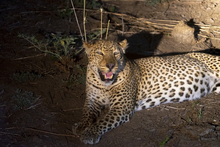 leopard at night in south luangwa national park