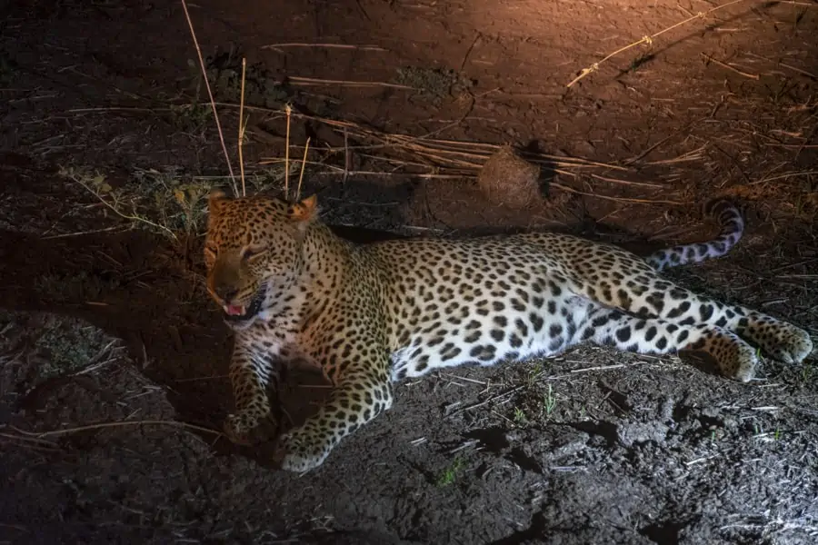 Leopard at South Luangwa National Park