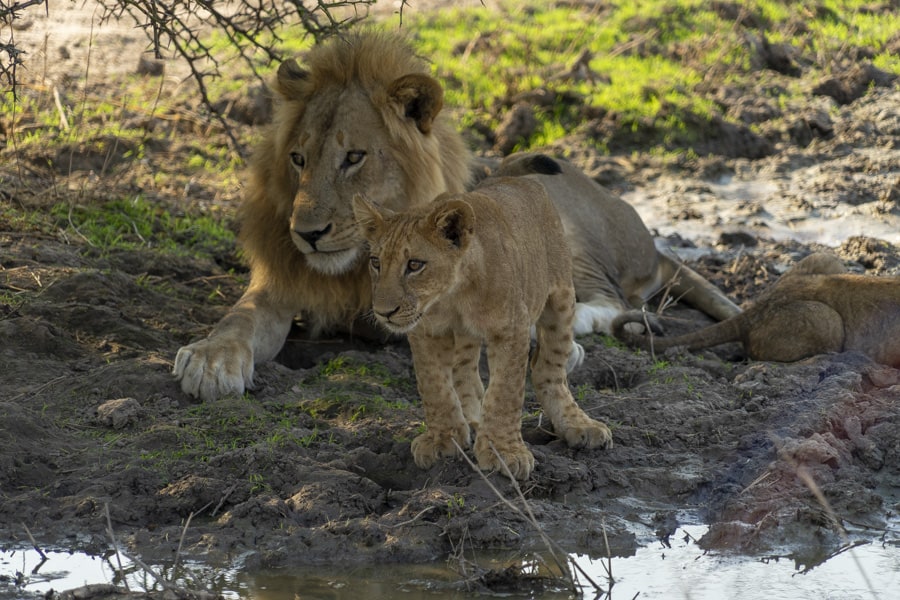 lion cub and father zambia