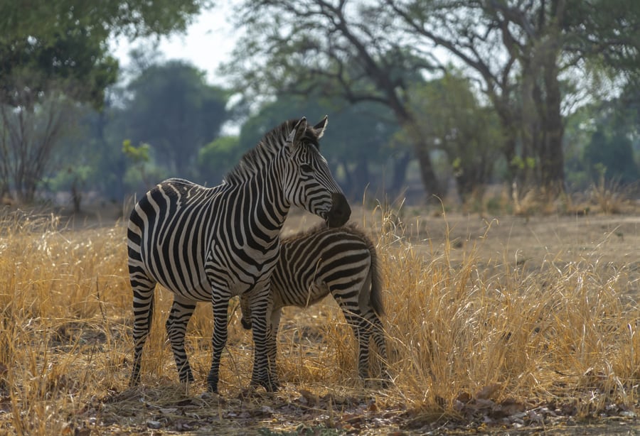 zebras in zambia