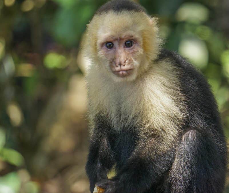 Capuchin Monkey in Manual Antonio National Park