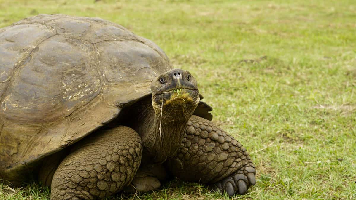 giant tortoise eating grass on santa cruz island