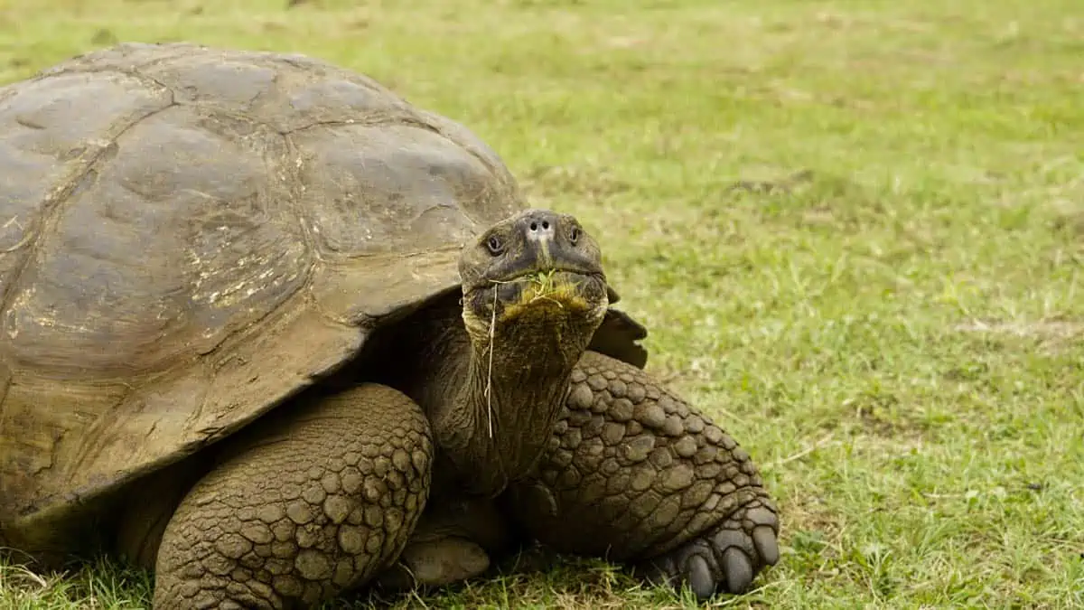  Giant tortoise with grass in mouth, peacefully grazing in its natural habitat on one of the Galapagos Islands.