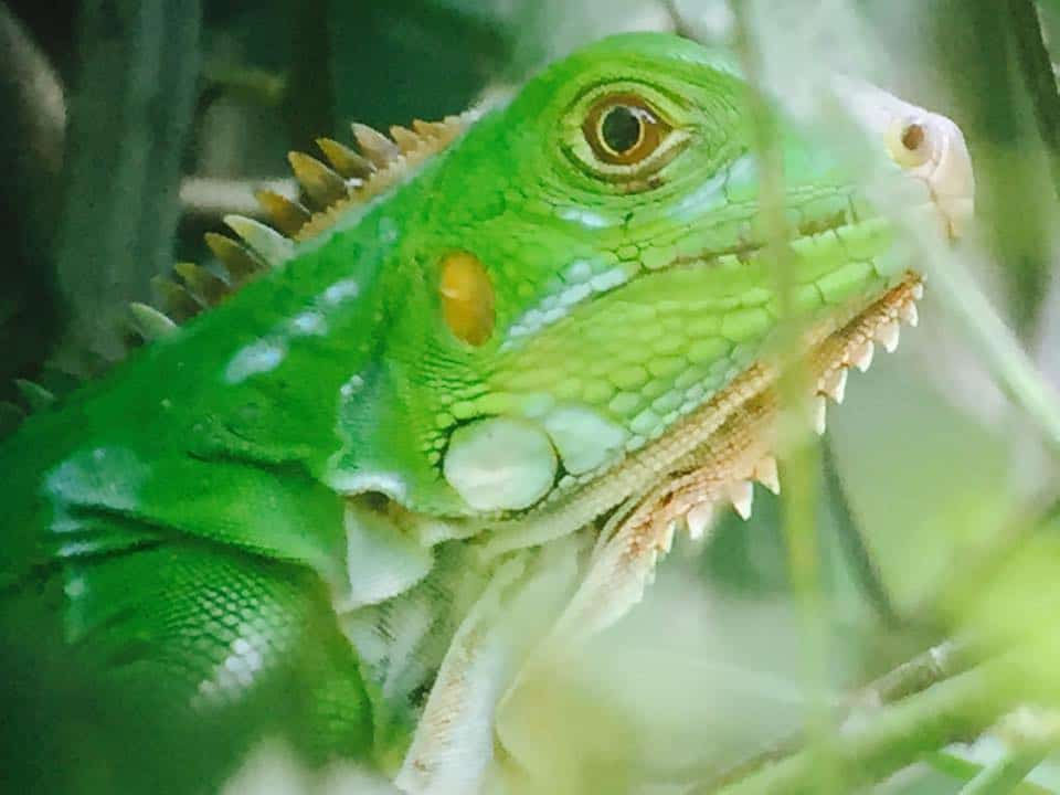 green iguana in manual antonio national park