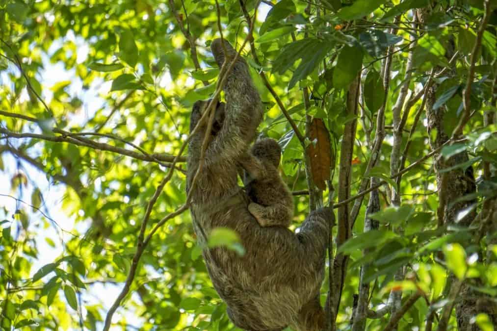 Mom sloth and baby on a guided tour through Manual Antonio National Park