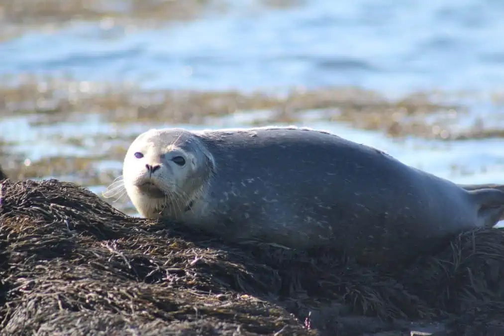 seal in kouchibouguac national park