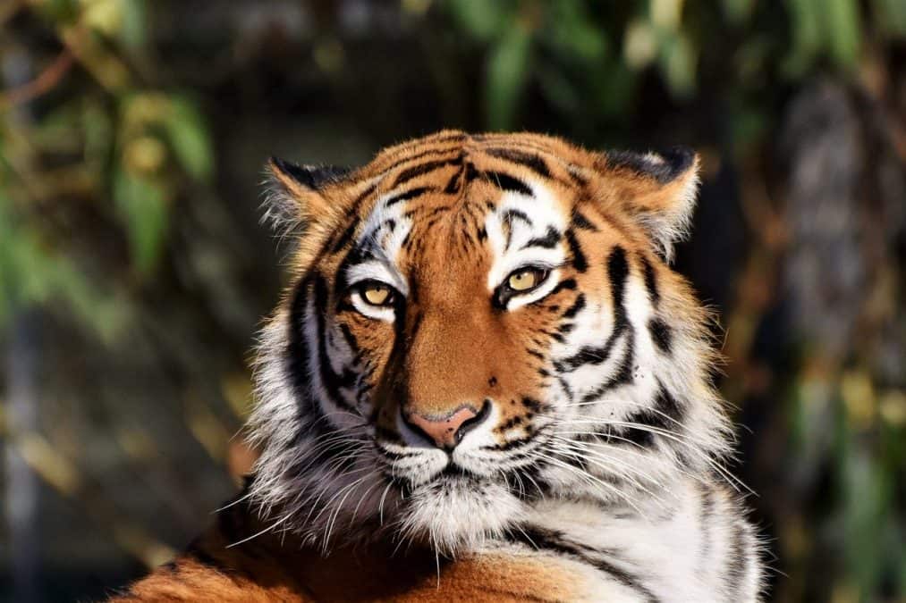 siberian tiger in the wild