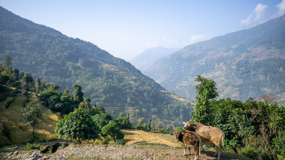 cows on the ghandruk trek nepal