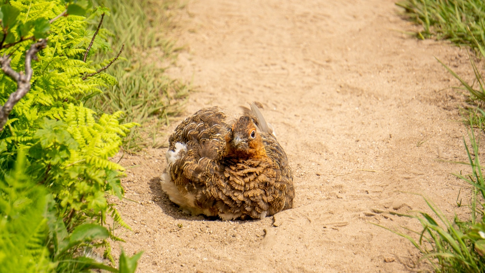 a grouse