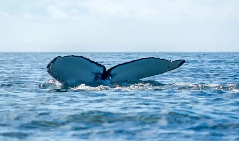 whale tail 