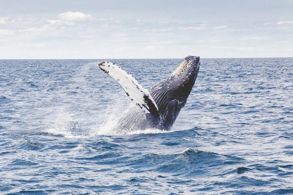 humpback whale breaching out of the ocean