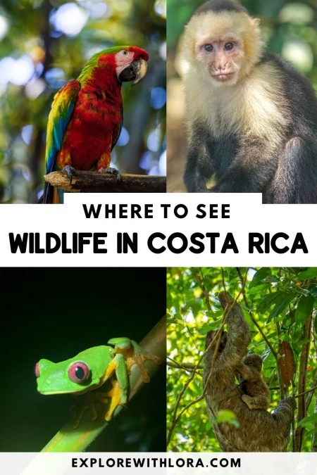 Costa Rica Wildlife Guide: Mammals, Birds, and Reptiles – Explore With Lora