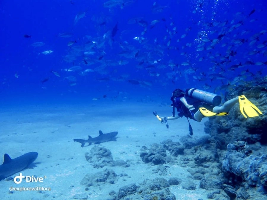  Lora, a diver, capturing an incredible moment with her GoPro camera as she photographs a group of graceful white-tipped sharks gliding effortlessly through the crystal-clear waters of Cano Island.