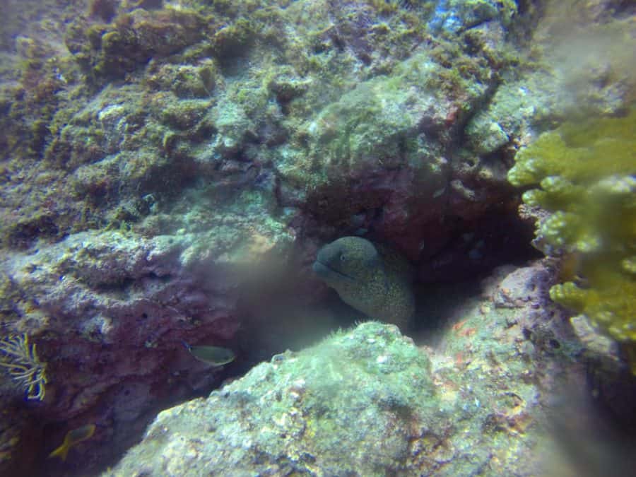 moray eel costa rica diving