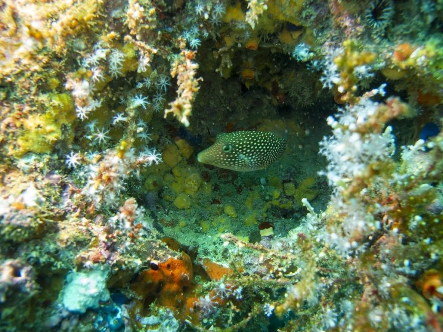 A vibrant and diverse array of fish swim among the colorful coral reef at Cano Island, Costa Rica, creating a lively and mesmerizing underwater scene.