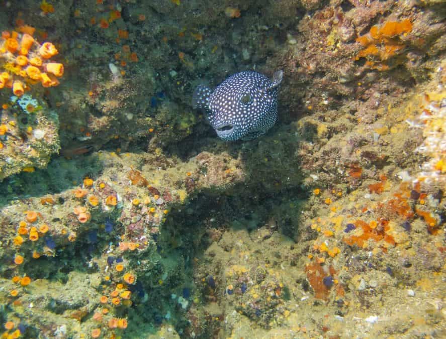 A beautiful blue and white spotted fish swims gracefully amidst the pristine waters of Marino Ballena National Park, enhancing the already breathtaking underwater scenery at Cano Island.