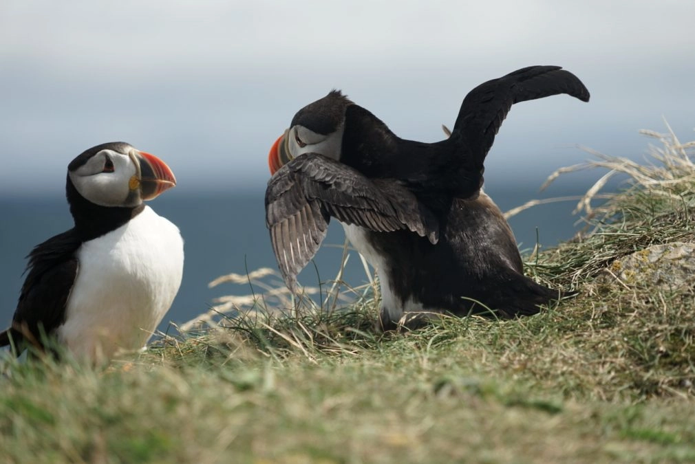 puffins in bonavista newfoundland