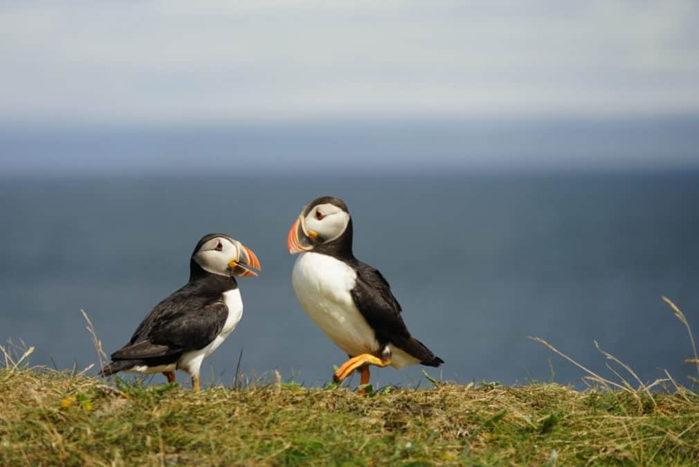 two puffins perched on a cliff in newfoundland, the ocean is blurred in the background