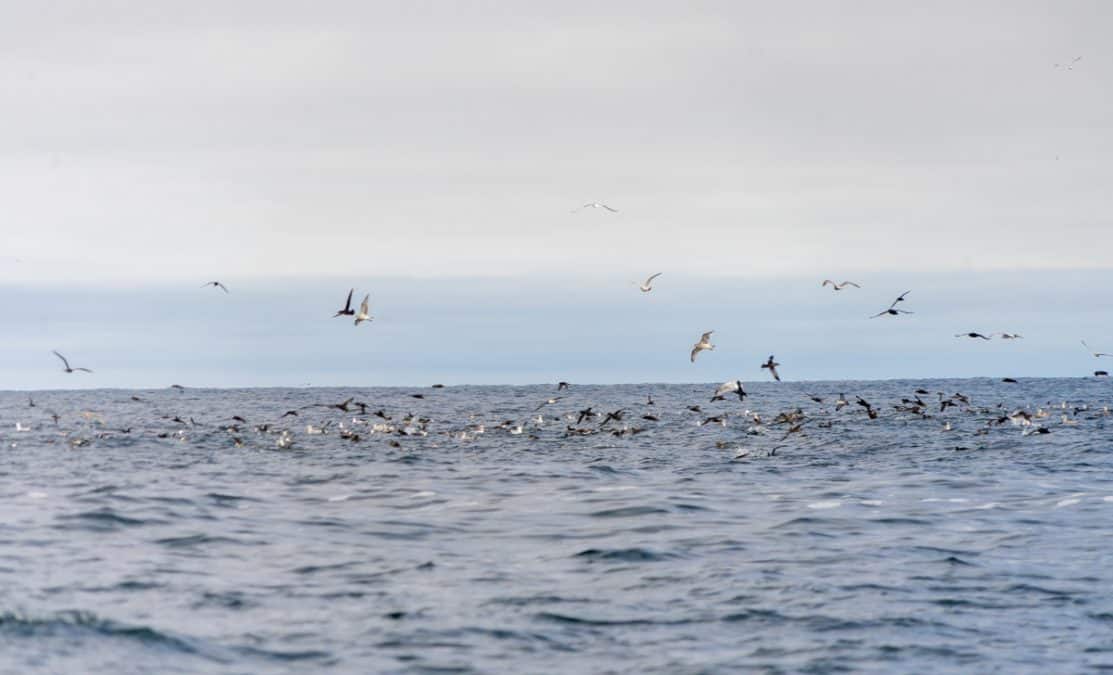 sea birds over the atlantic ocean in newfoundland
