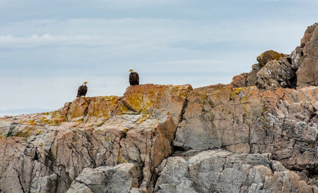 Eagles on a boat tour in Twillingate, Newfoundland